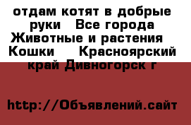 отдам котят в добрые руки - Все города Животные и растения » Кошки   . Красноярский край,Дивногорск г.